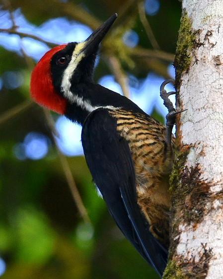 Guayaquil Woodpecker Photo by Carl Milliken