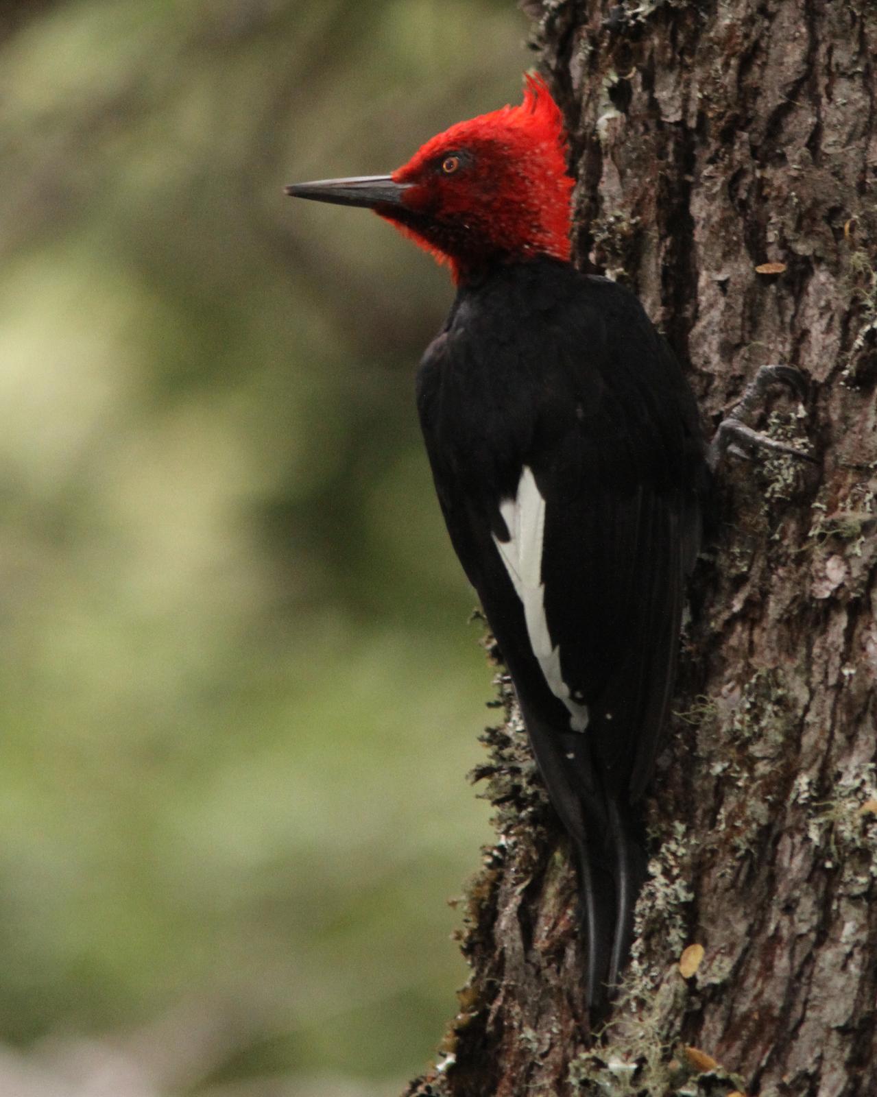Magellanic Woodpecker Photo by Marcelo Padua