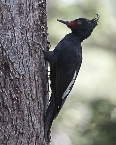 Magellanic Woodpecker Photo by Alvaro Jaramillo