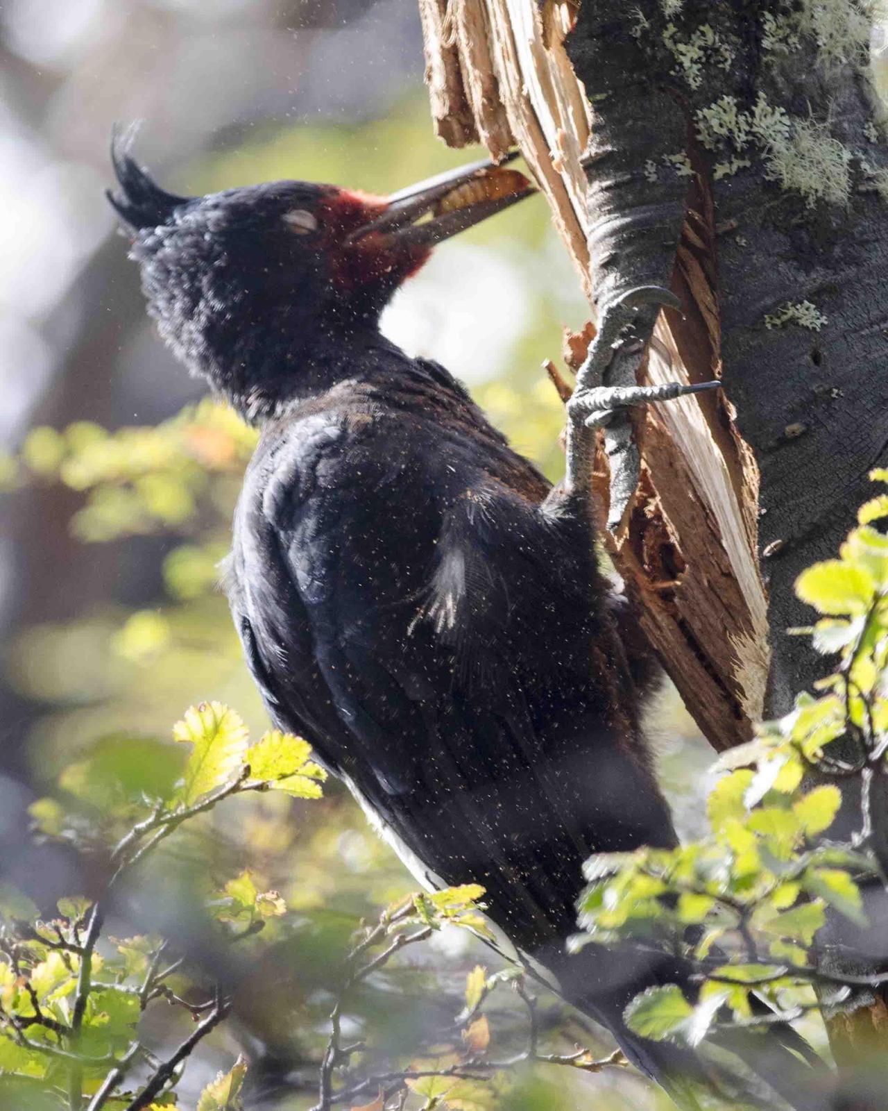 Magellanic Woodpecker Photo by Bob Hasenick