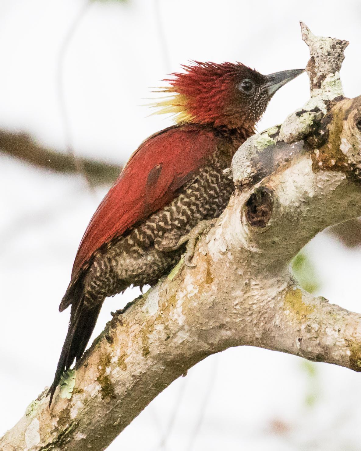 Banded Woodpecker Photo by Robert Lewis