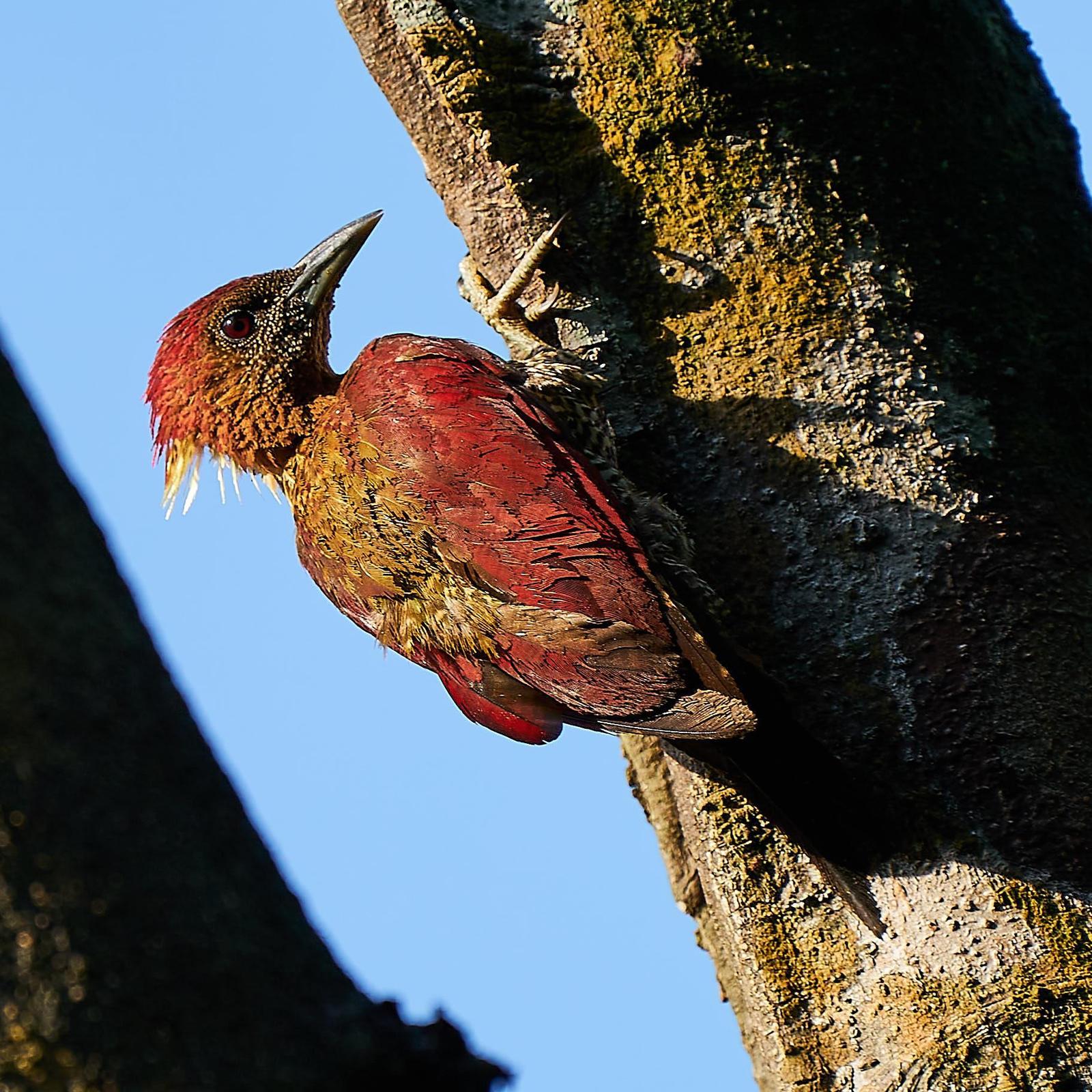 Banded Woodpecker Photo by Steven Cheong