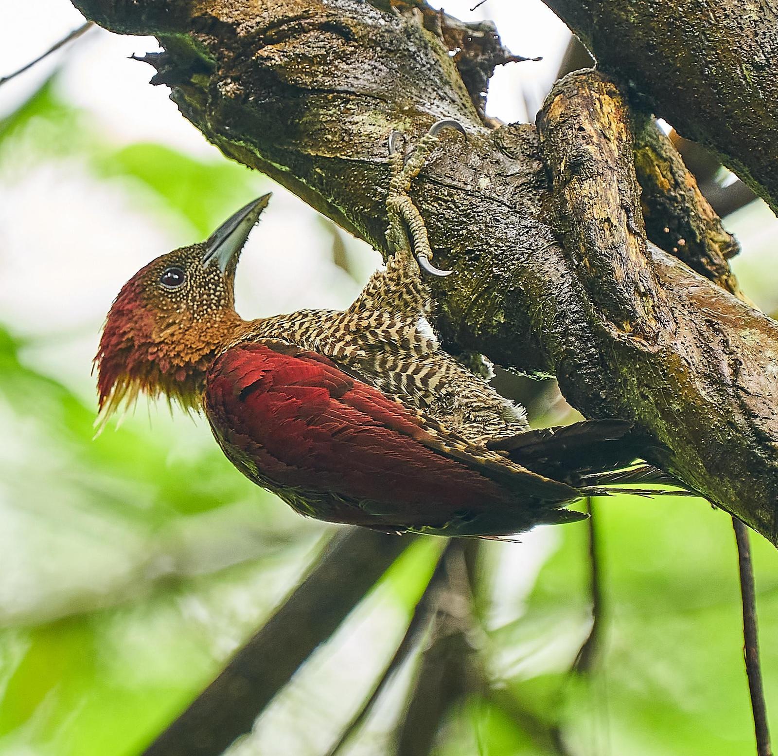 Banded Woodpecker Photo by Steven Cheong