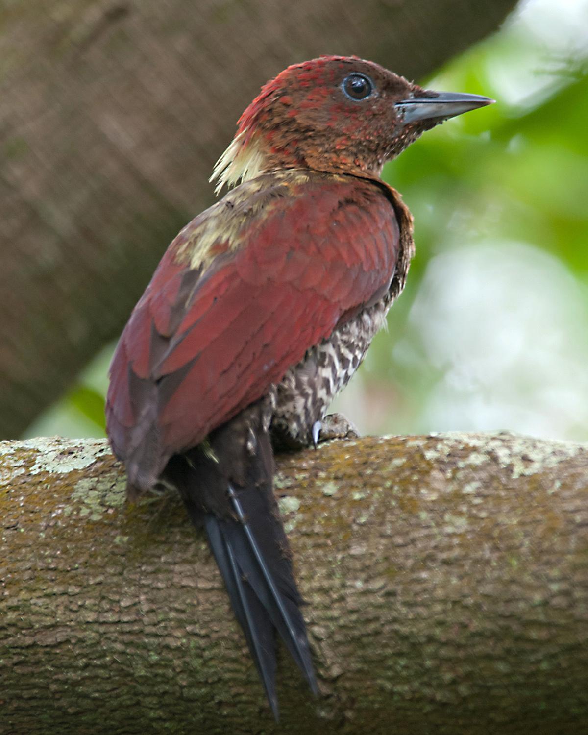 Banded Woodpecker Photo by Roland Speck