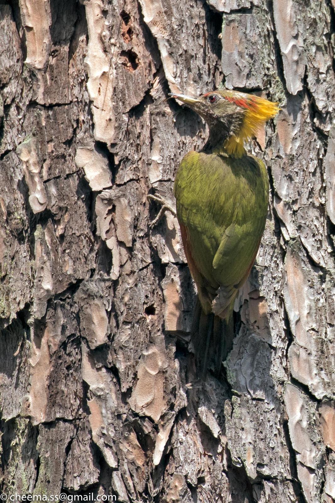 Lesser Yellownape Photo by Simepreet Cheema
