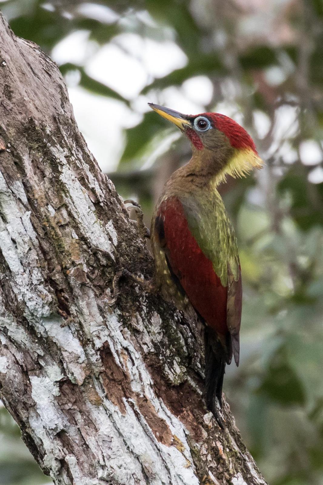 Crimson-winged Woodpecker Photo by Robert Lewis