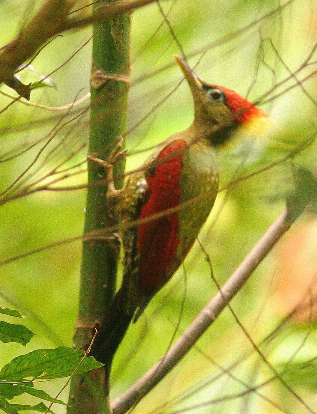 Crimson-winged Woodpecker Photo by Lee Harding