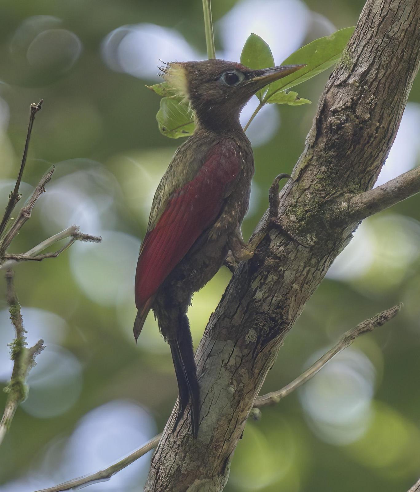 Crimson-winged Woodpecker Photo by Steven Cheong