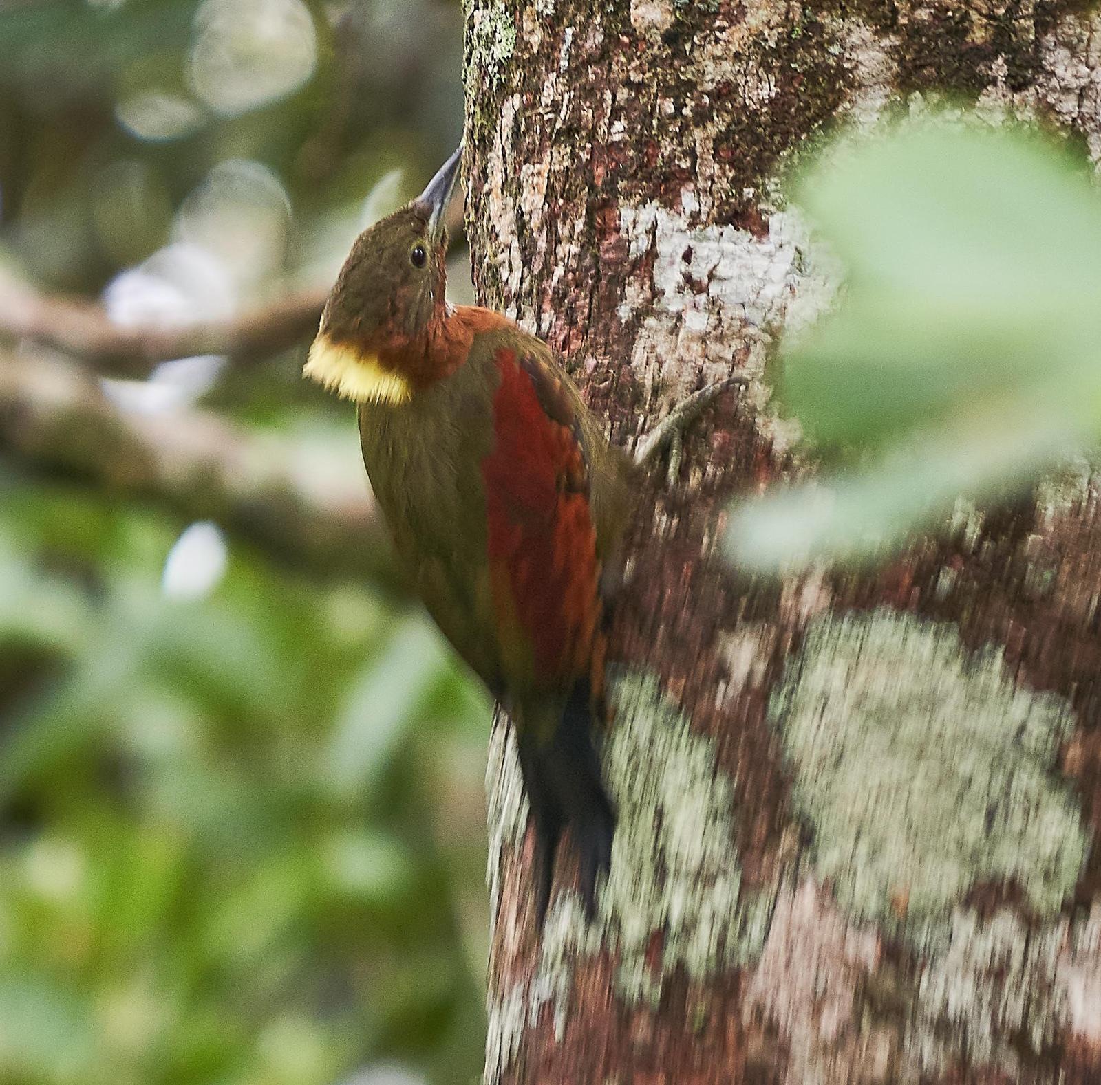 Checker-throated Woodpecker Photo by Steven Cheong