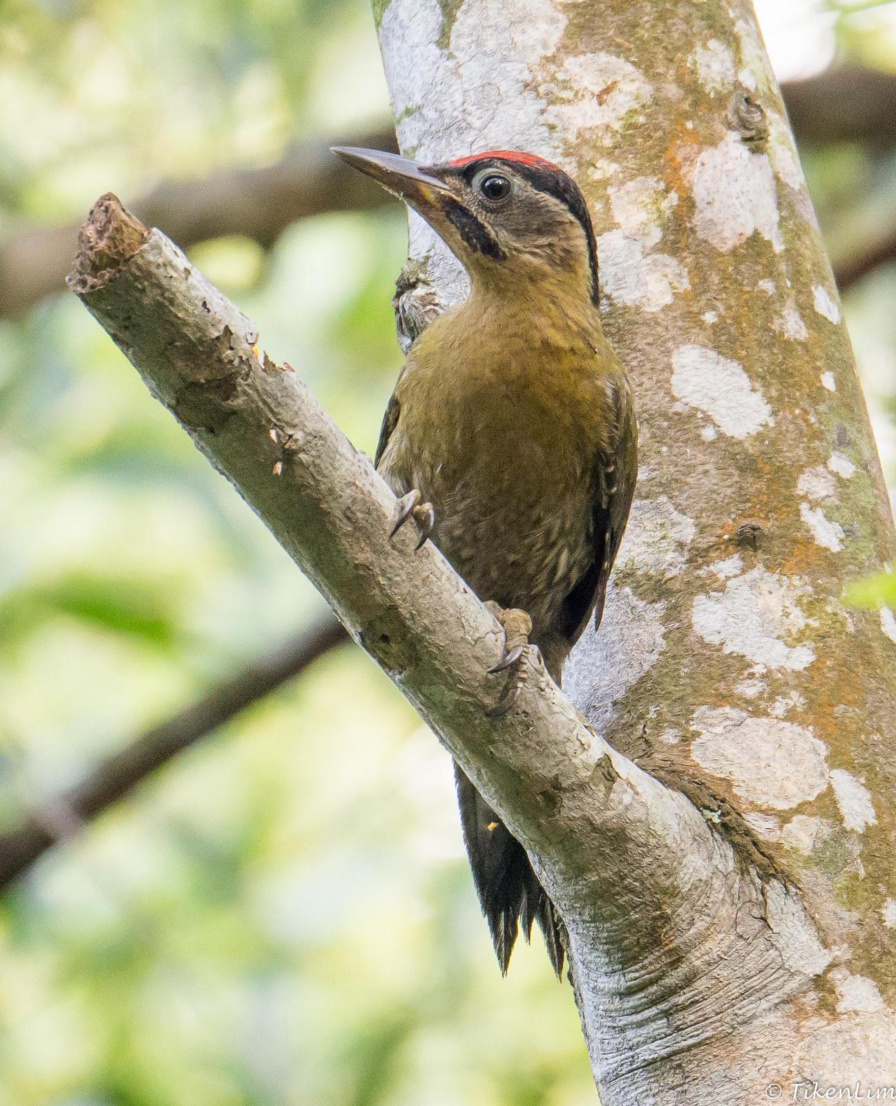 Laced Woodpecker Photo by David  Lim