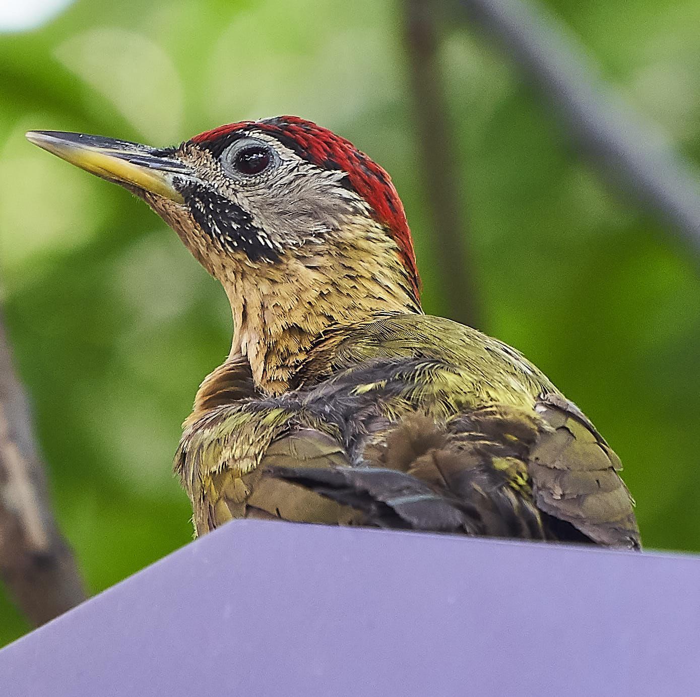 Laced Woodpecker Photo by Steven Cheong