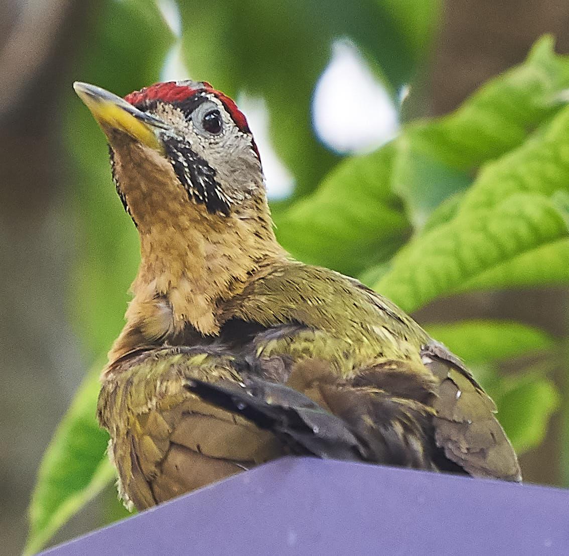 Laced Woodpecker Photo by Steven Cheong
