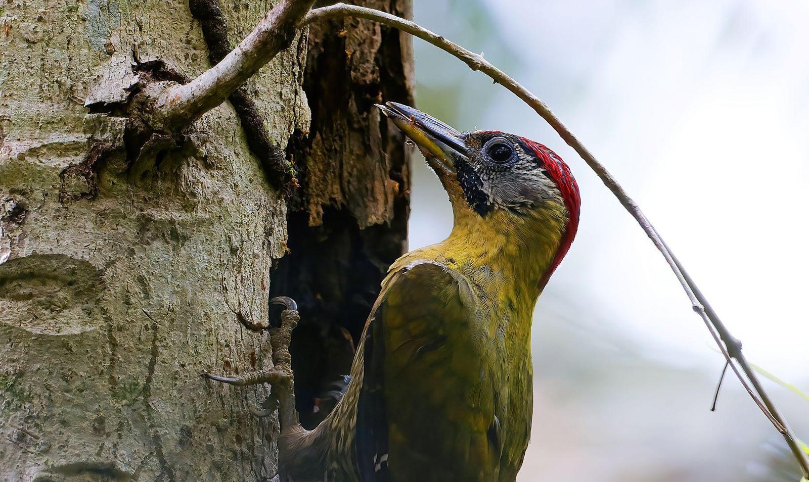 Laced Woodpecker Photo by Kenneth Cheong