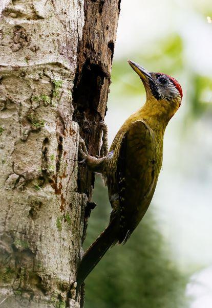 Laced Woodpecker Photo by Kenneth Cheong