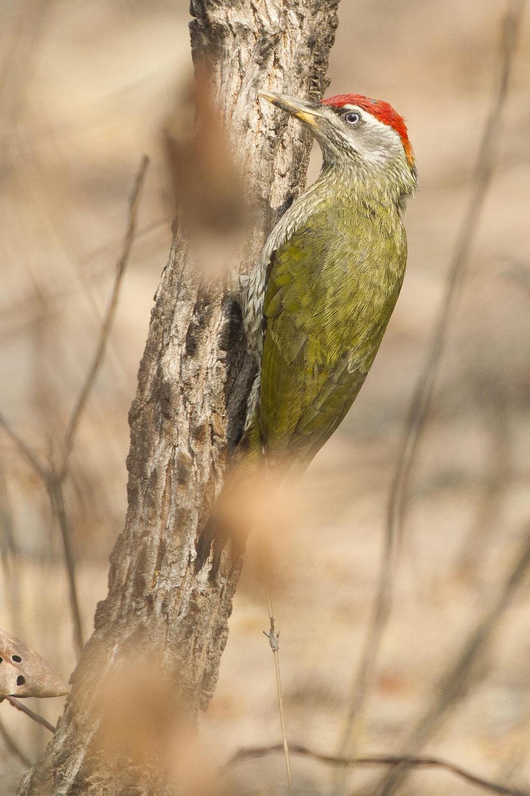 Streak-throated Woodpecker Photo by Jeff Schwilk