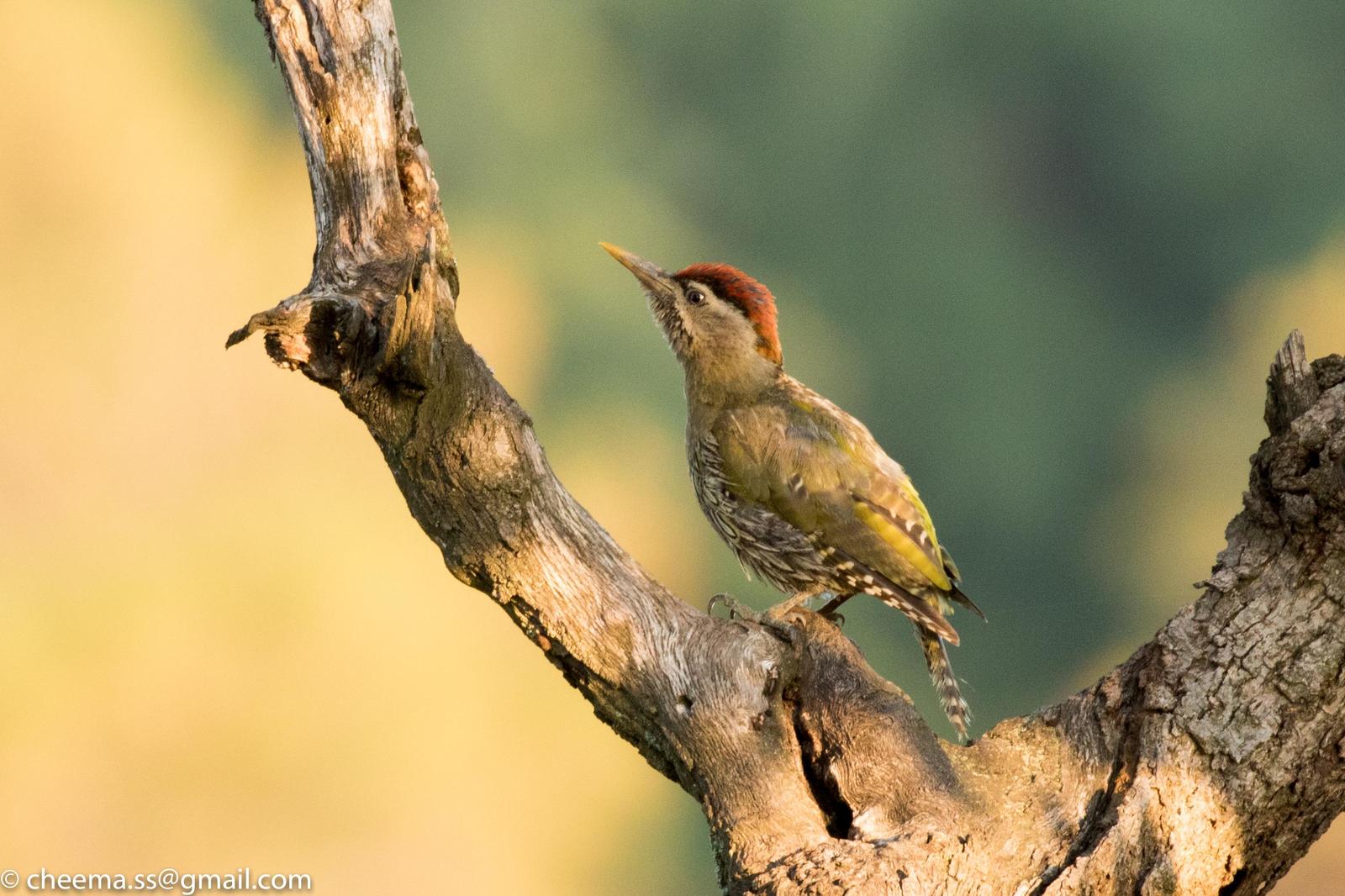 Streak-throated Woodpecker Photo by Simepreet Cheema
