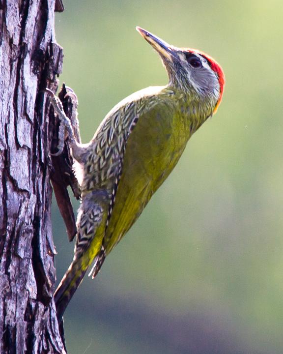 Scaly-bellied Woodpecker Photo by Rahul Kaushik