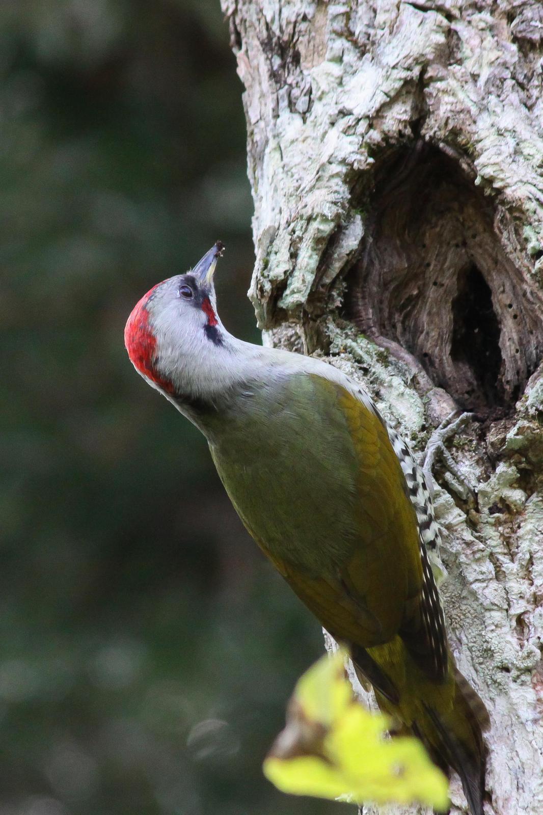 Japanese Woodpecker Photo by Kasia  Ganderska Someya 