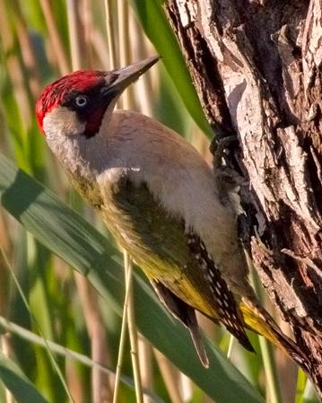 Eurasian/Iberian Green Woodpecker Photo by Stephen Daly