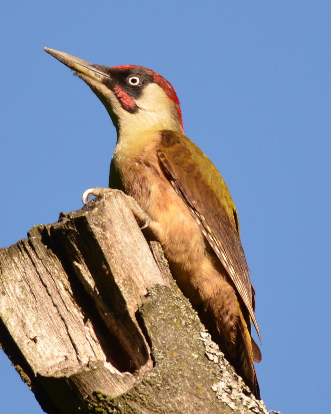 Eurasian Green Woodpecker (Eurasian) Photo by Emese Emri