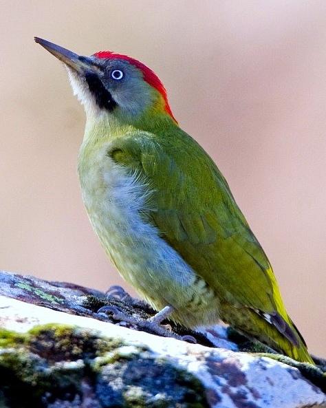 Levaillant's Woodpecker Photo by Francesco Veronesi