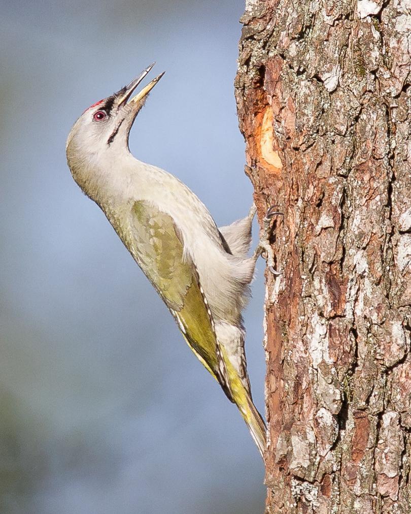 Gray-headed Woodpecker Photo by Robert Lewis