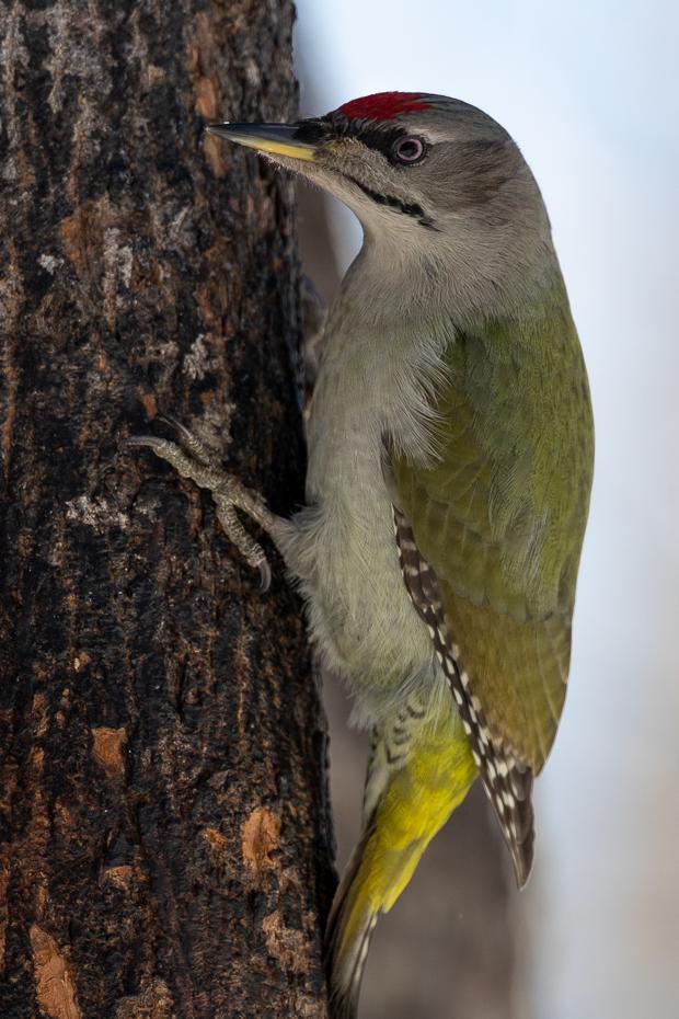 Gray-headed Woodpecker Photo by Julie Edgley