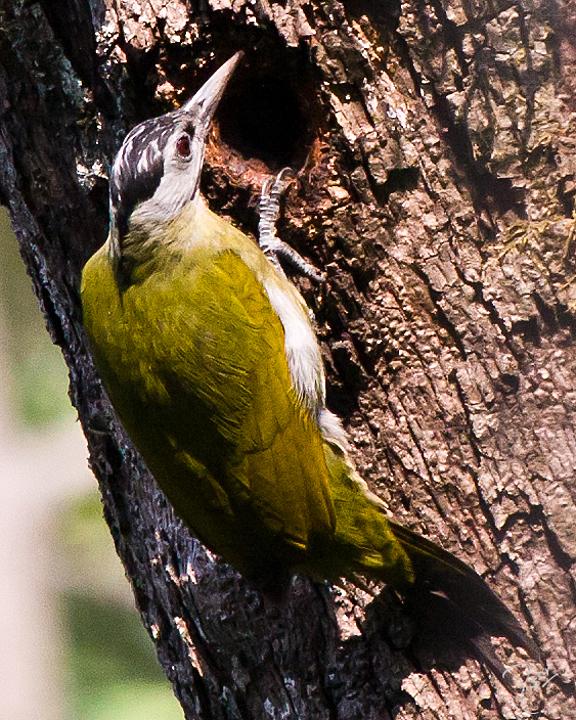 Gray-headed Woodpecker Photo by Rahul Kaushik