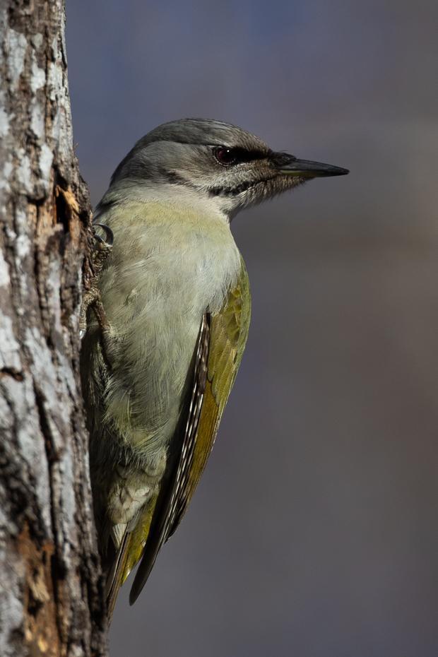 Gray-headed Woodpecker Photo by Julie Edgley