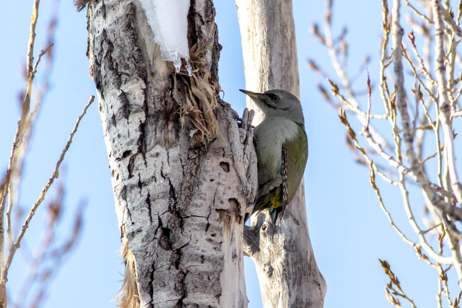 Gray-headed Woodpecker Photo by African Googre