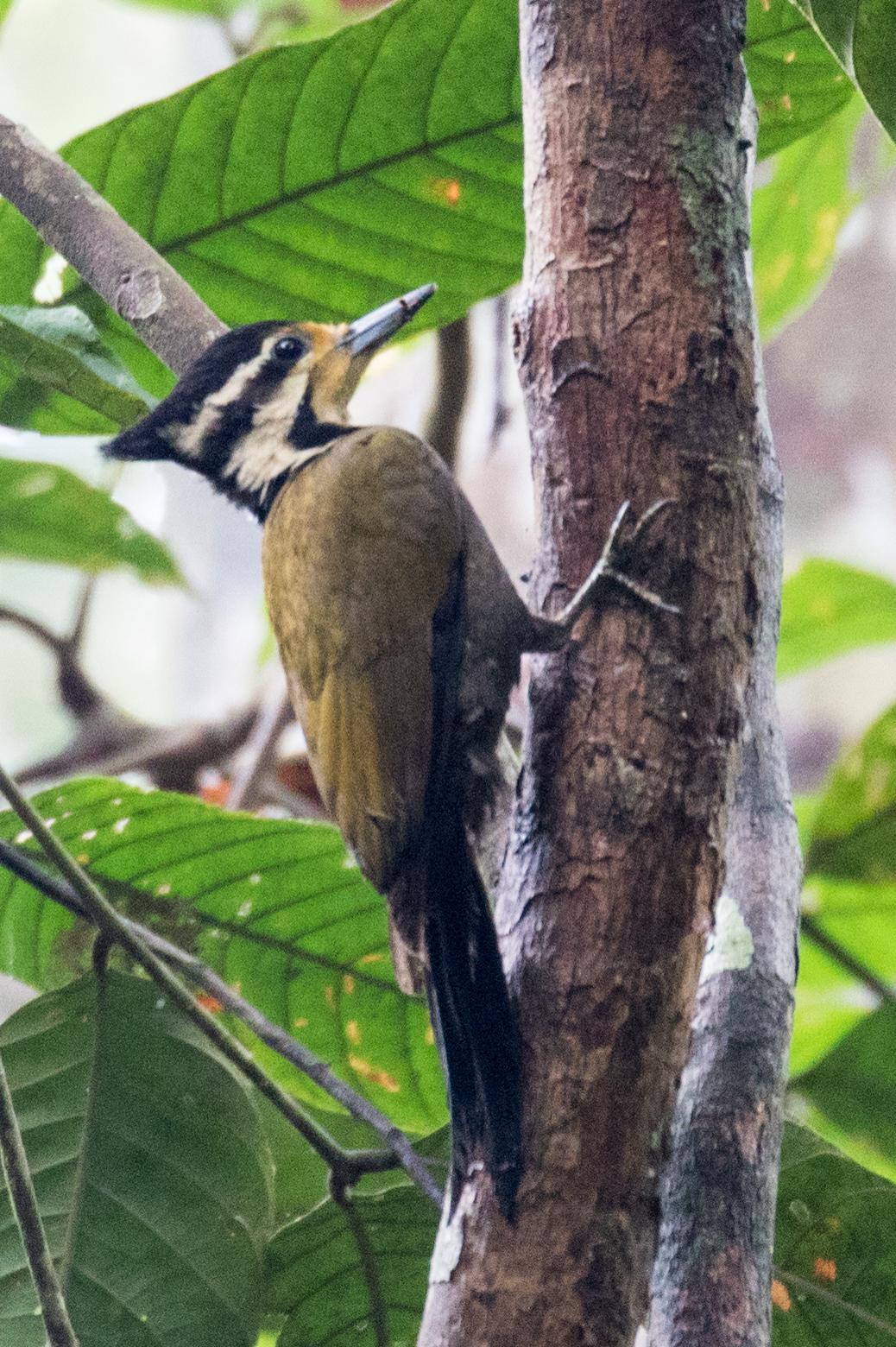 Olive-backed Woodpecker Photo by Robert Lewis