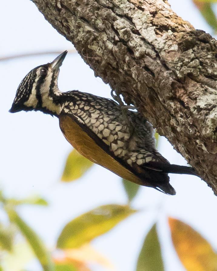 Common Flameback Photo by Robert Lewis