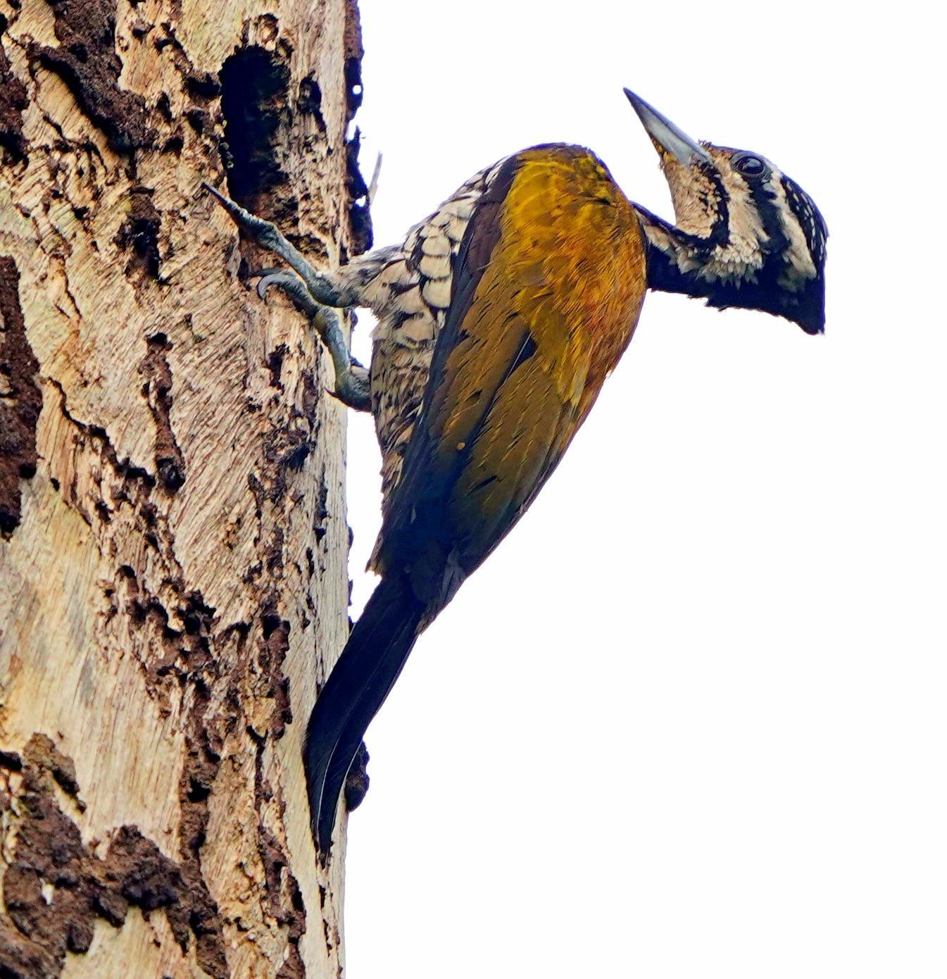 Common Flameback Photo by Steven Cheong