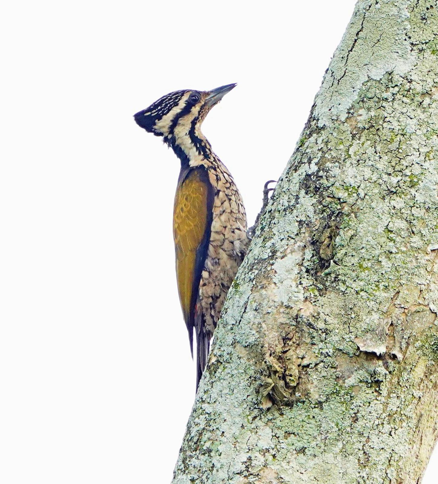 Common Flameback Photo by Steven Cheong