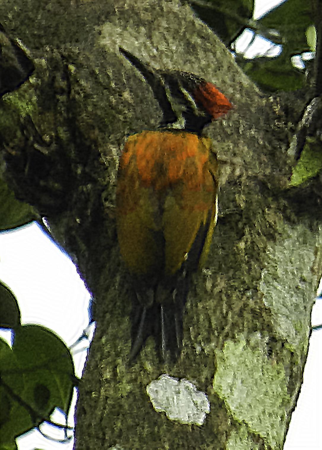 Black-rumped/Red-backed Flameback Photo by Mason Rose