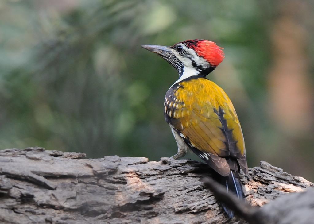 Black-rumped/Red-backed Flameback Photo by Kishore Bhargava