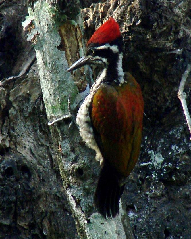 Greater Flameback Photo by Sean Fitzgerald