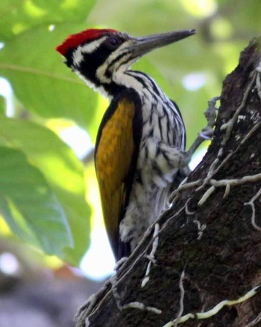 White-naped Woodpecker Photo by Frank Gilliland
