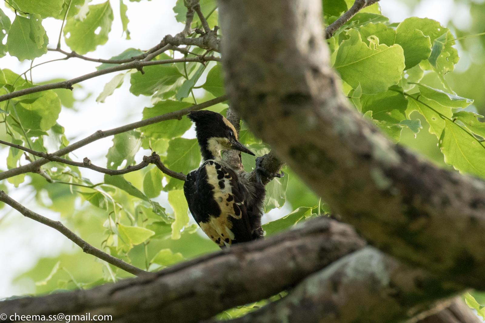 Heart-spotted Woodpecker Photo by Simepreet Cheema