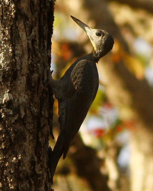 Great Slaty Woodpecker Photo by Garima Bhatia