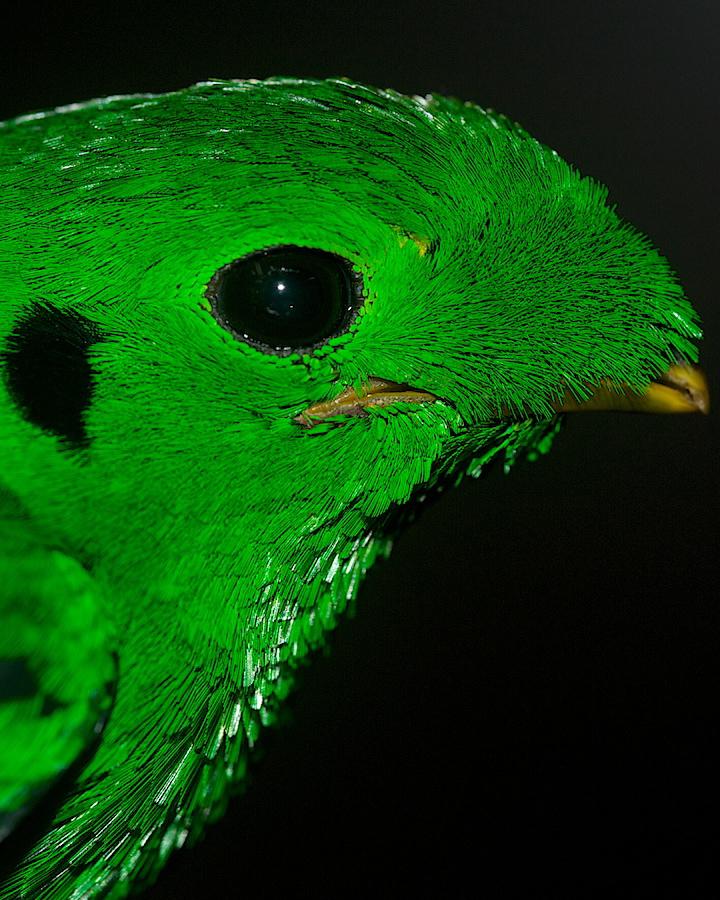 Green Broadbill Photo by John Mittermeier