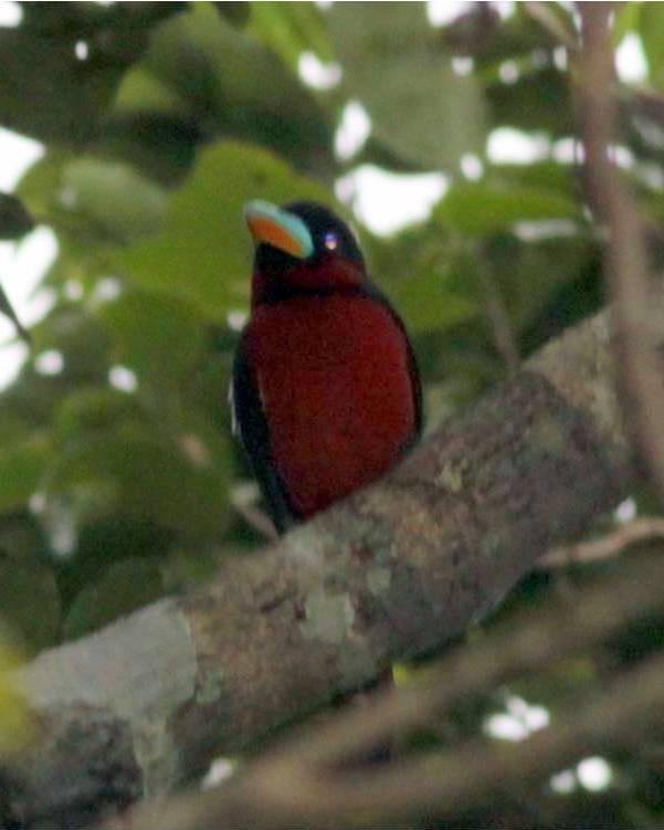 Black-and-red Broadbill Photo by Frank Gilliland