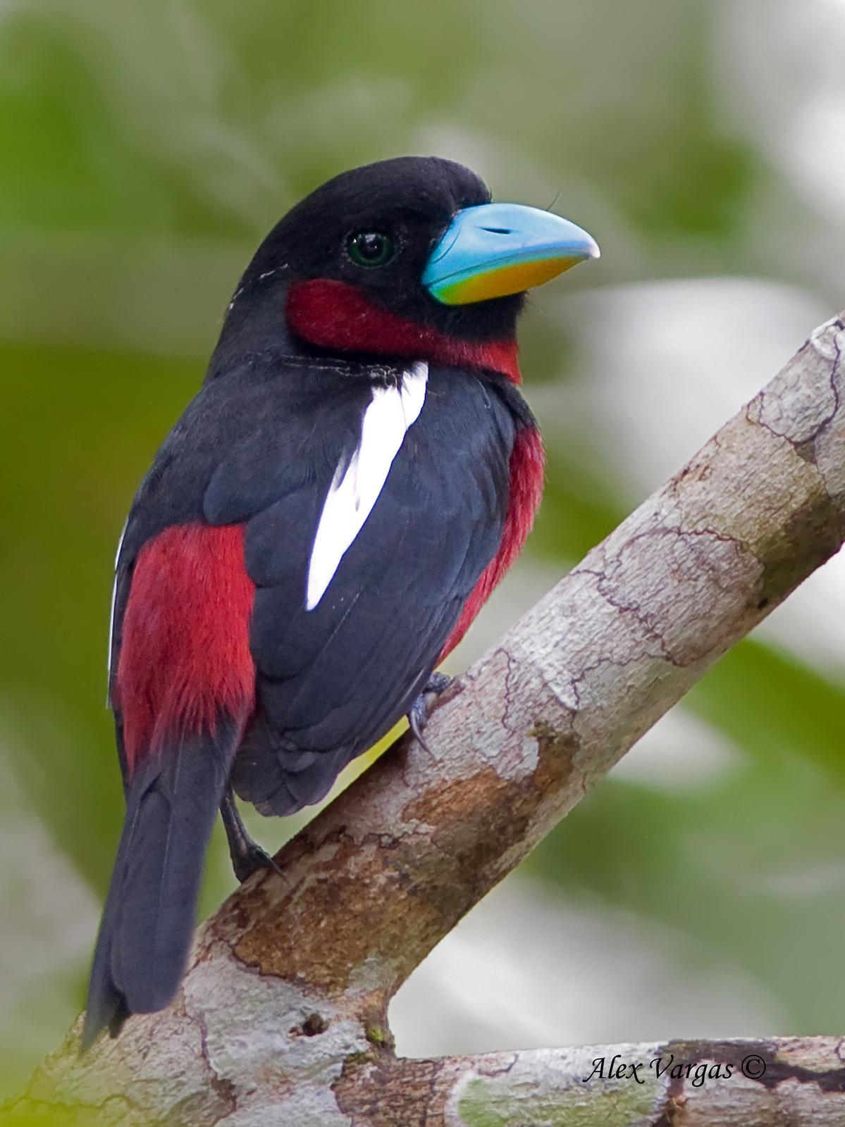 Black-and-red Broadbill Photo by Alex Vargas