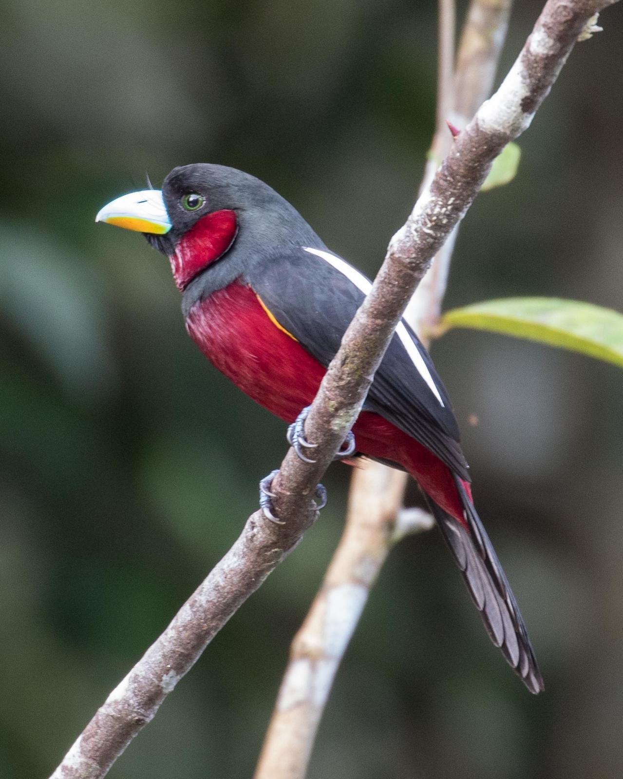 Black-and-red Broadbill Photo by Robert Lewis