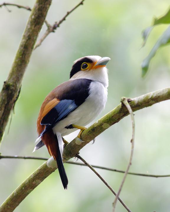 Silver-breasted Broadbill Photo by Rapeepong
