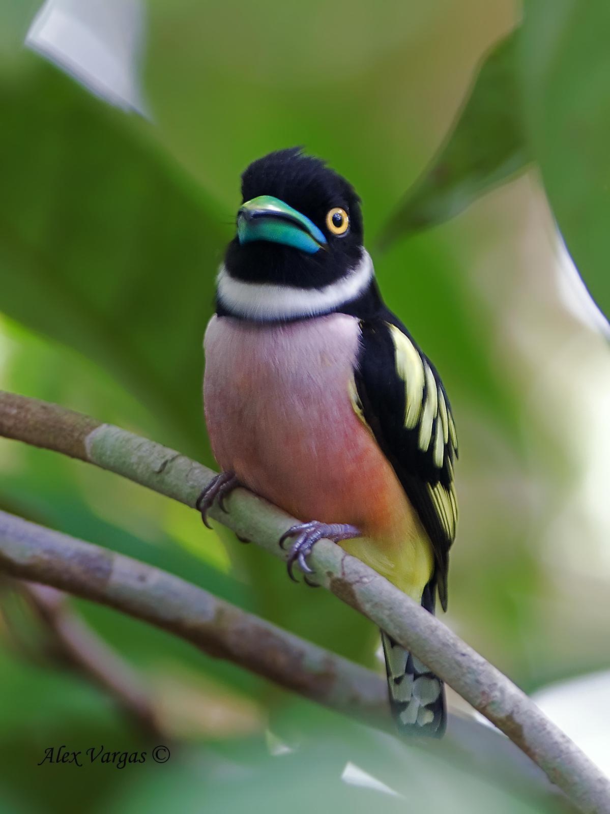 Black-and-yellow Broadbill Photo by Alex Vargas