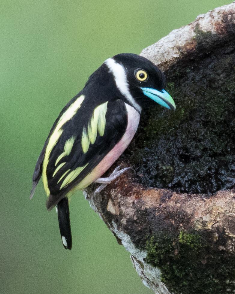 Black-and-yellow Broadbill Photo by Robert Lewis