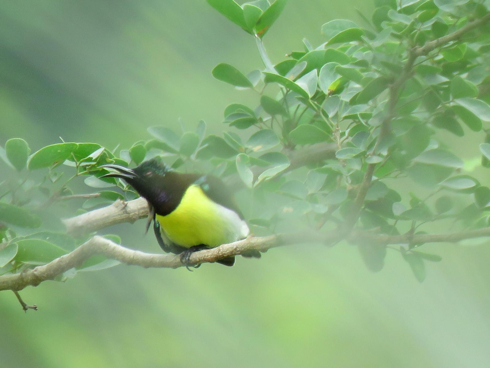 Yellow-bellied Sunbird-Asity Photo by Rustom Kapadia