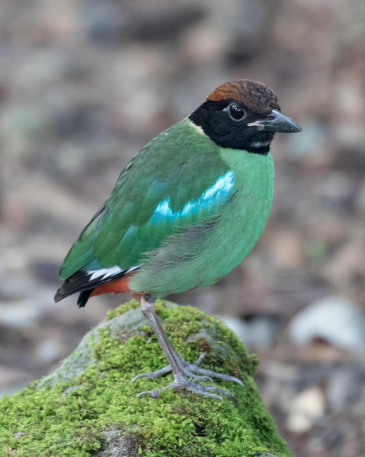 Hooded Pitta Photo by Robert Lewis