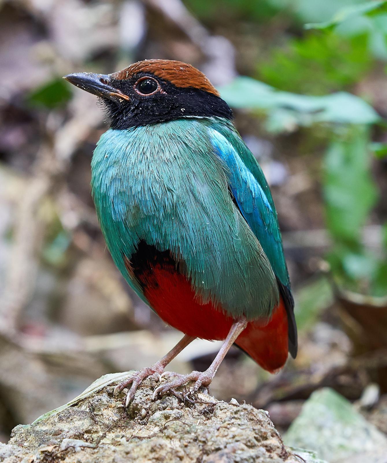 Hooded Pitta Photo by Steven Cheong